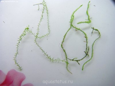 Опознание аквариумных растений