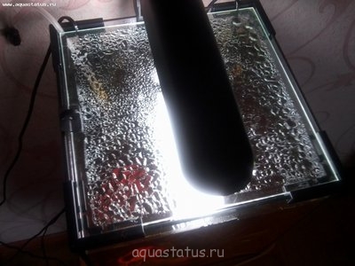 Гниют растения, вода желтая, первый опыт не удался, нужен совет!