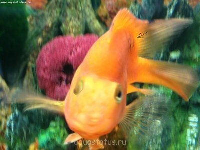 Черные пятна у рыбок - не могу понять что это