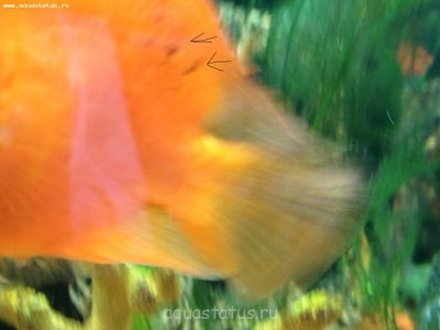Черные пятна у рыбок - не могу понять что это