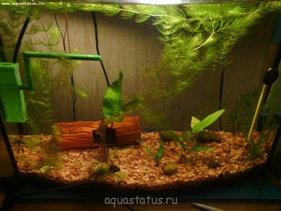 Фото Мои аквариум 30 литров dimka-barbus  (photo#36807)