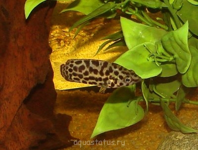 Фото Мои аквариумы Амазонка  (photo#36817)