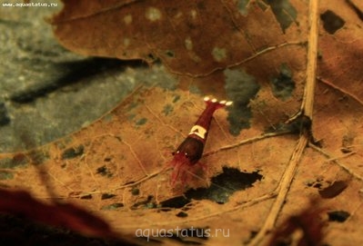 Фото Фотогалерея креветок (photo#36858)