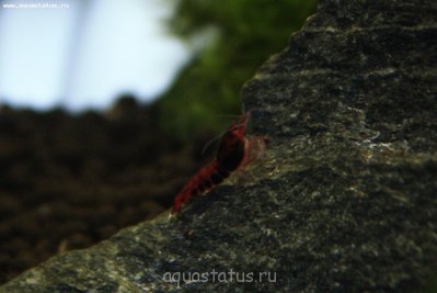 Фото Фотогалерея креветок (photo#36859)