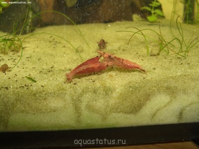 Интенсивность окраса креветок