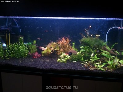 Мой аквариум 200 литров (santyekb)