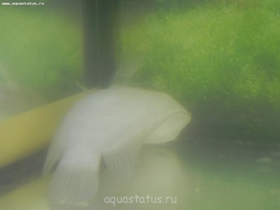 Фото Сломан позвоночник? (photo#37223)