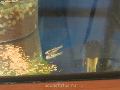 Не ест подросток севелии