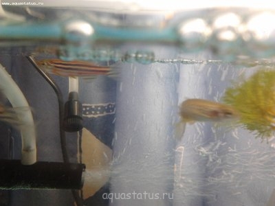 Фото Кровоподтек у данио (photo#37368)