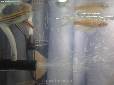 Фото Кровоподтек у данио (photo#37369)