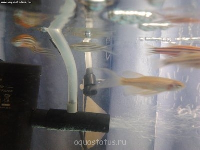 Фото Кровоподтек у данио (photo#37370)