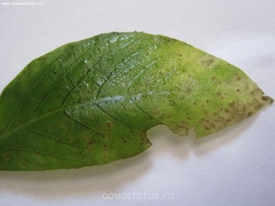 Мой аквариум 110 литров (Rus31ruS)