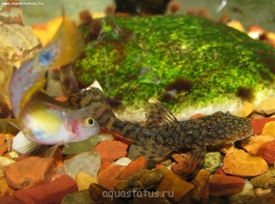 Фото Аквариумный фотоконкурс 5 (photo#37555)