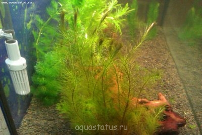Фото Аквариум с растениями 140 литров Amateur  (photo#37615)