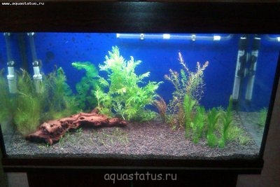 Фото Аквариум с растениями 140 литров Amateur  (photo#37619)