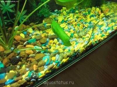 Опознание аквариумных растений