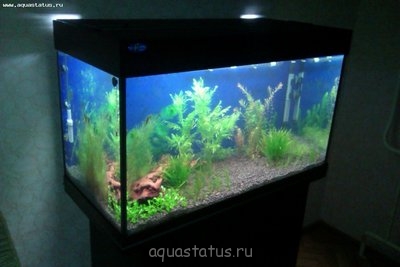 Фото Аквариум с растениями 140 литров Amateur  (photo#37723)