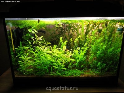 Фото Мой аквариум - перезапуск с землей 70 литров Vuil  (photo#38027)