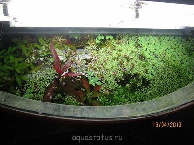 Мой аквариум 65 литров (andrew811)
