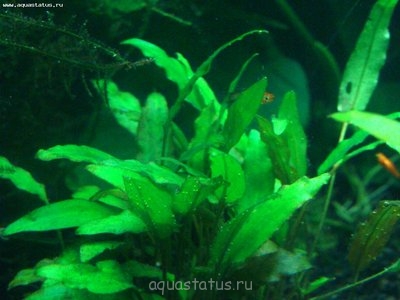 Мой аквариум-проба 95 литров (Katty_)