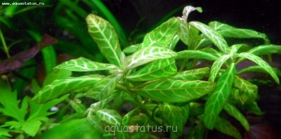 Опознание аквариумных растений