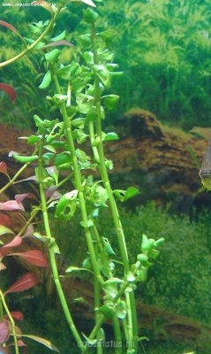 Опознание аквариумных растений