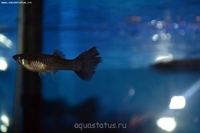Если не болезнь, то что?
