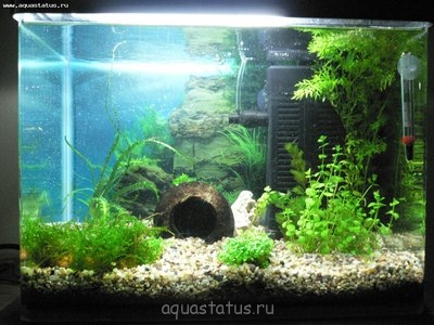 Jewel Vio 40 - креветочник