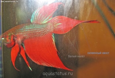 Фото Заболел петушок (photo#38415)