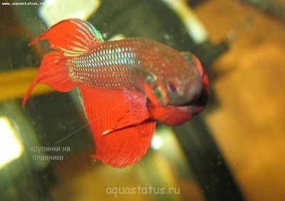 Фото Заболел петушок (photo#38416)