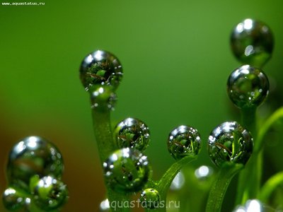 Фото Аквариумный фотоконкурс 5 - победители  (photo#38453)