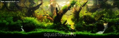 Фото Аквариумный фотоконкурс 5 - победители  (photo#38454)