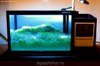 Фото Аквариумный фотоконкурс 5 - победители  (photo#38455)