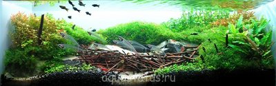 Фото Аквариумный фотоконкурс 5 - победители  (photo#38456)