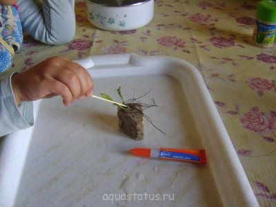 Фото Ивагуми в старой вазе Ю.В.  (photo#38507)
