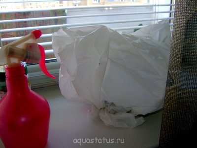 Фото Ивагуми в старой вазе Ю.В.  (photo#38510)