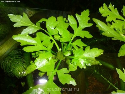 Фото Роговидный папоротник на поверхности (photo#38539)