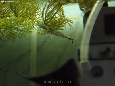 Совместимость креветок в аквариуме
