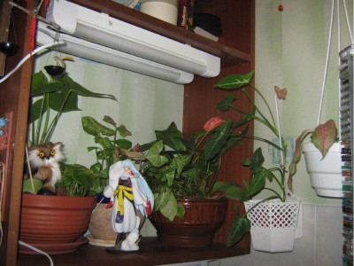Фото Общая подсветка аквариума и цветов (photo#3862)