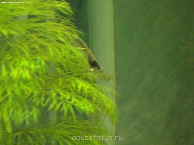 Совместимость креветок в аквариуме