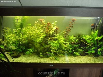 Фото Мой новый аквариум RIO 400 литров dimetrius  (photo#38766)