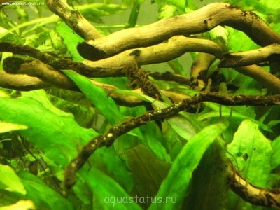 Фото Мой новый аквариум RIO 400 литров dimetrius  (photo#38769)