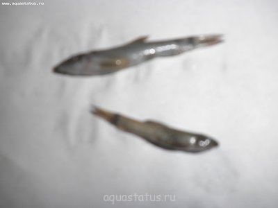 Посветлела гарра руфа