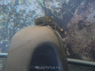 Фото Запор у анциструса (photo#38859)