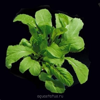 Хрен водный (Armoracia Aquatica)