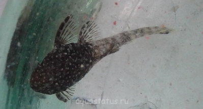 Фото Червяк в анциструсе? Побледнение анциструса (photo#39282)