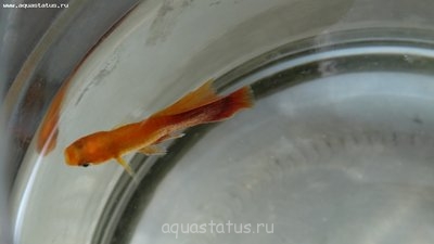 Фото Болезнь пецилии (photo#39284)