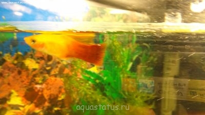 Фото Болезнь пецилии (photo#39307)