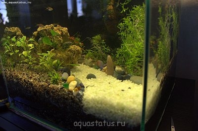 Аквариум на земле 100 литров (Animus)