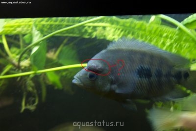 Фото Волдыри у цихлид (photo#39483)